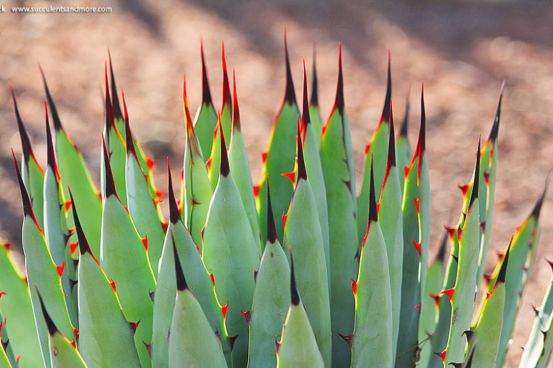 Agave macroacantha, Black-Spined Agave, Large-Thorned Agave, Agave macroacantha var. latifolia, succulent, drought tolerant plant