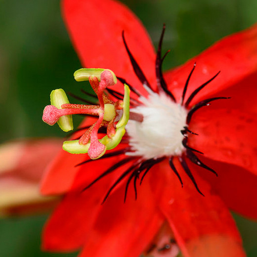 biograf cerebrum presse Passiflora coccinea (Red Passion Flower)