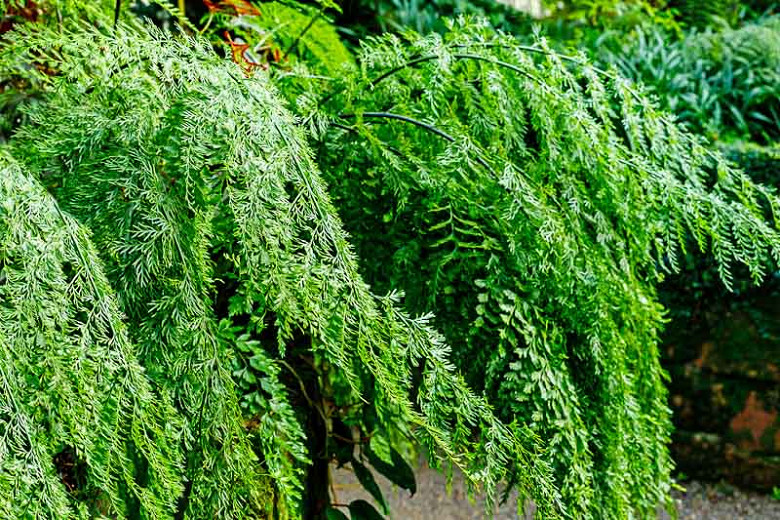 Asplenium trichomanes, Maidenhair Spleenwort, Common Spleenwort, English Maidenhair, Green Spleenwort, Waterwort, Shade plants, shade perennial, plants for shade, plants for wet soil