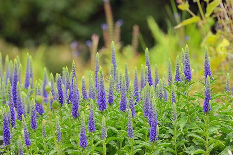 Veronica spicata 'Royal Candles', Spike Speedwell 'Royal Candles', Blue Flowers, Blue flower spikes, Violet Flowers, Violet flower spikes