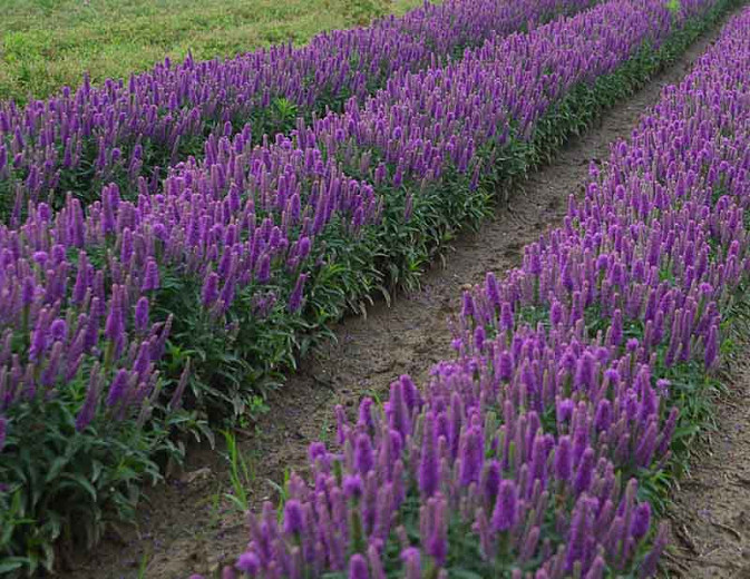 Veronica 'Purple Illusion', Spike Speedwell 'Purple Illusion', Purple Flowers, Purple flower spikes, Purple Veronica, Purple Speedwell