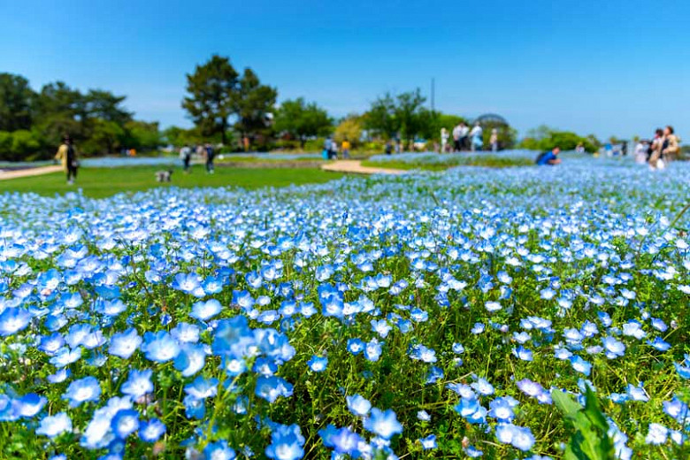 Nemophila Menziesii Baby Blue Eyes Nemophila Menziesii Baby Blue Eyes