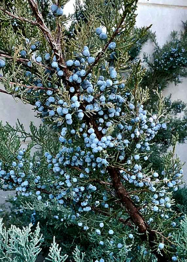 Juniperus virginiana, Cedar Oil Tree, Eastern Red Cedar, Pencil Cedar, Red Cedar, Virginia Cedar, Evergreen Shrub, Evergreen Tree