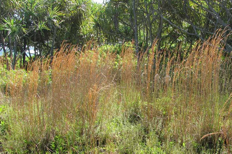 Andropogon Virginicus Wikipedia atelieryuwa.ciao.jp