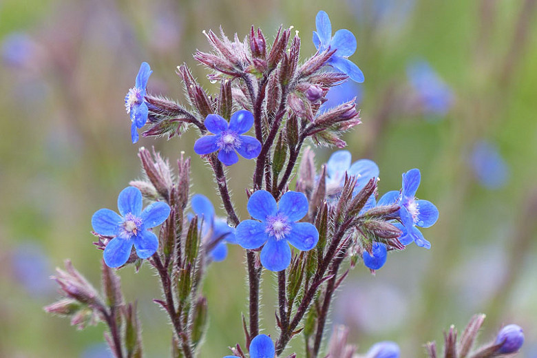Anchusa Azurea, Blue Bugloss, Anchusa Italica, Alkanet, Italian Alkanet, Italian Bugloss, Blue flower, Blue flowers