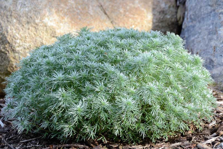 Artemisia Schmidtiana 'Nana', (Wormwood), Dwarf Schmidt Wormwood, Wormwood 'Nana, Silver foliage plant, aromatic foliage plant, Silver Mound Artemisia