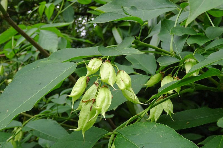 Staphylea trifolia, American Bladdernut, Shade Shrub, White Flowers