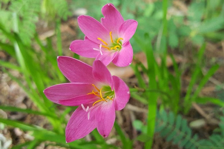 Details about   10 BULBS BANGKOK YELLOW RAIN LILY ZEPHYRANTHES ROSEA .FLOWERING SIZE. 