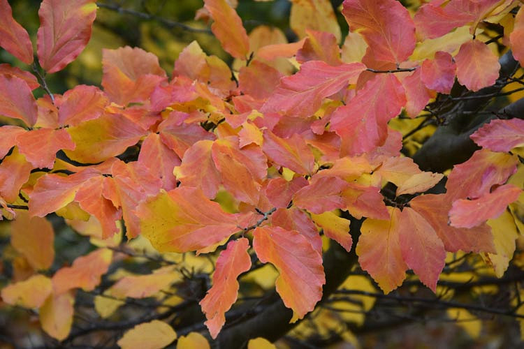 Parrotia persica 'Vanessa', Persian Ironwood 'Vanessa', Tree with fall color, Fall color, Attractive bark Tree, Peeling Bark