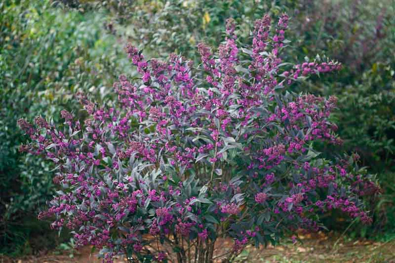 Image of Pearl Glam Beautyberry plant in full bloom