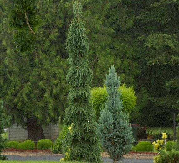 Picea glauca 'Pendula', White Spruce 'Pendula', Weeping White Spruce, Alberta Spruce 'Pendula', Weeping Alberta Spruce, Evergreen Conifer, Evergreen Shrub, Evergreen Tree