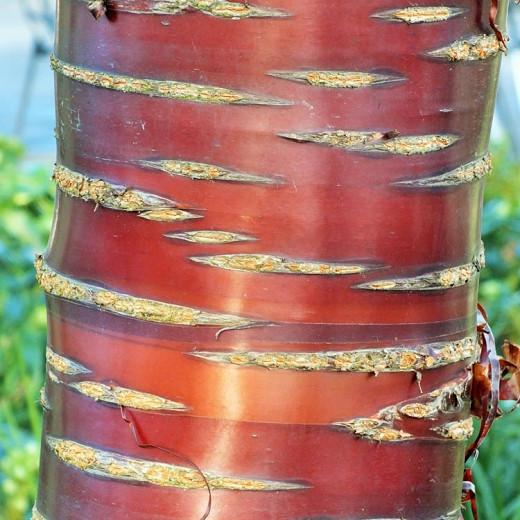 Prunus Serrula Tibetan Cherry