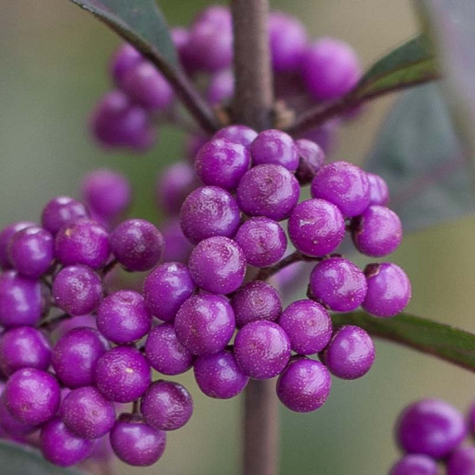 Callicarpa 'Purple Pearls®', Beautyberry 'Purple Pearls®', Purple Beautyberry, Shrub, Purple Berries, Flowering Shrub, Purple Fruit