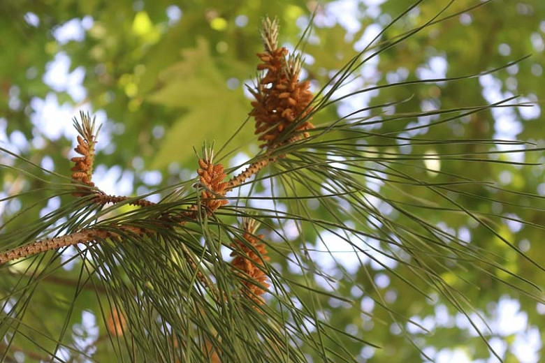 Pinus resinosa, Red Pine,  Canadian Red Pine, Evergreen Conifer, Evergreen Shrub, Evergreen Tree,