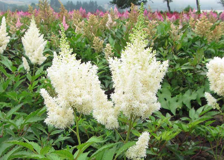 Astilbe White Gloria Arendsii Hybrid Astilbe White Gloria Arendsii Hybrid