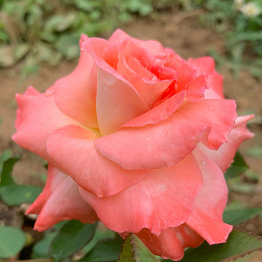 Rosa 'Anna's Promise', Rose 'Anna's Promise', Rosa 'WEKdoofat', Grandiflora Roses, Shrub Roses, Orange roses, Shrub roses, Bicolor Roses, Rose bush