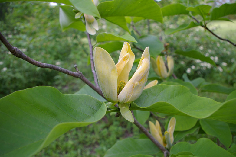 Magnolia acuminata, Cucumbertree, Cucumber Tree, Mountain Magnolia, Magnolia acuminata var. cordata, Magnolia acuminata var. subcordata