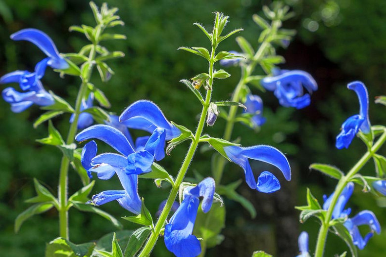 Salvia Patens, Gentian Sage, Spreading Sage, Blue-flowered Sage, Salvia Patens Dark Blue, Salvia Patens 'Oxford Blue', Blue flowers