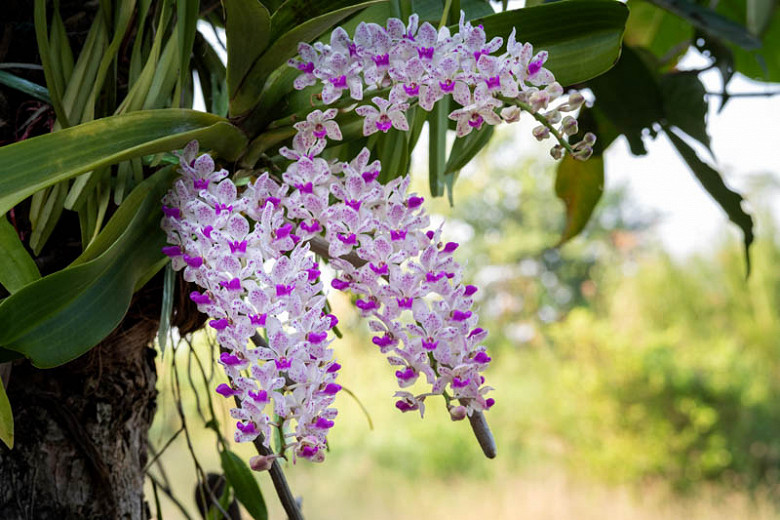 Orchid Vanda Rhynchostylis gigantea Big Spot Fragrant Tropical Plant in spike