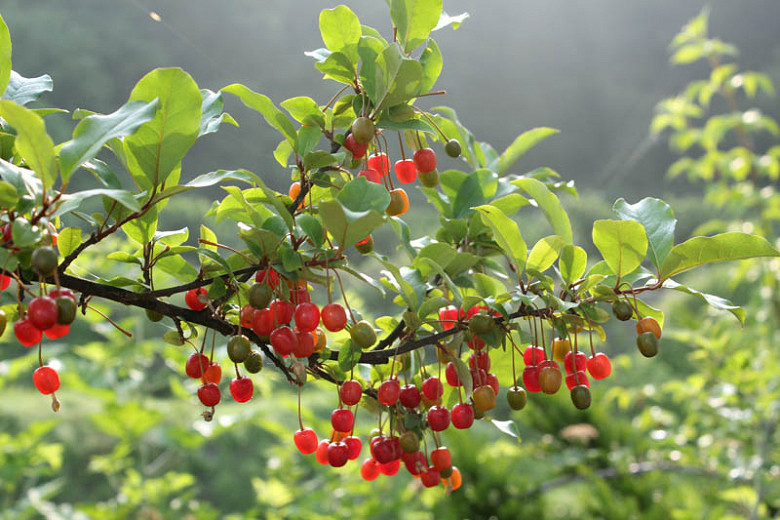Ligustrum japonicum, Japanese, Berries, Shrubs with berries