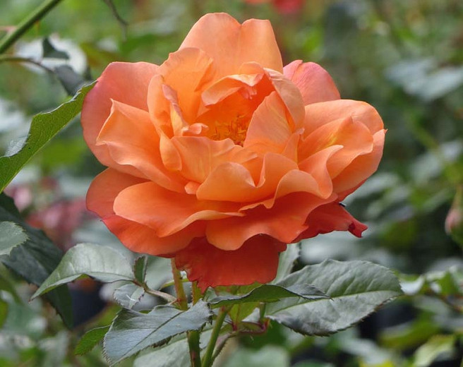 Rosa Westerland, Rose Westerland, Rosa 'Climbing Westerland', Rosa 'KORlawe', Rosa 'KORwest', Climbing Roses, Shrub Roses, Fragrant roses, Orange roses