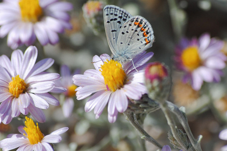 Corethrogyne filaginifolia (California Aster)