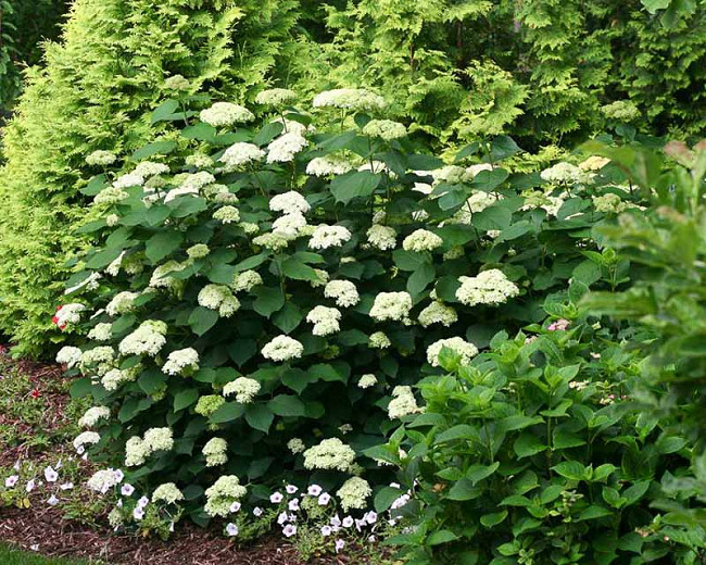 Image of Lime Rickey Hydrangea Shrub with White Blooms