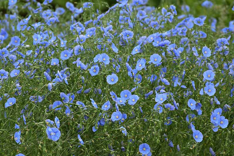 Linum Perenne Electric Blue Flowers Lewis Blue Flax 