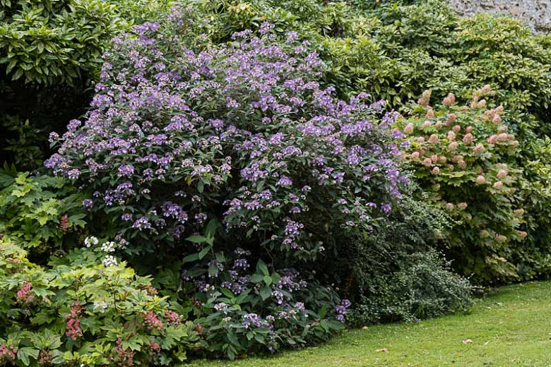 Image of Hydrangea aspera villosa shrub