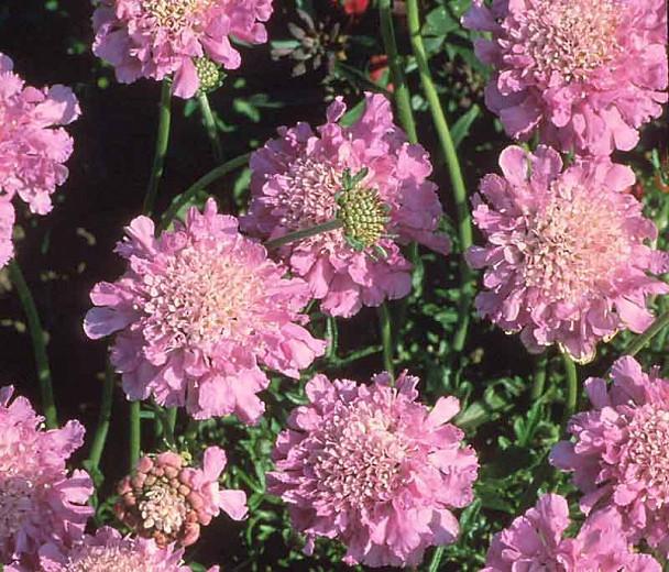 Scabiosa 'Pink Mist', Pincushion Flower 'Pink Mist', Scabious 'Pink Mist', Scabiosa columbaria 'Pink Mist', Pink Flowers