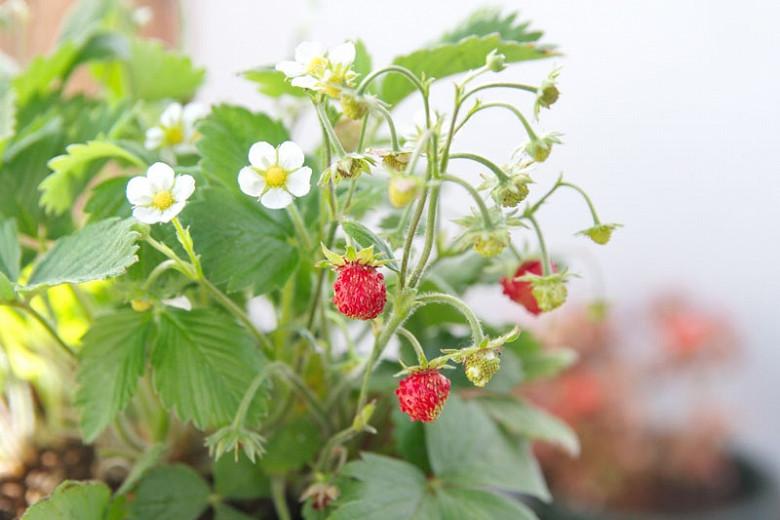 Fragaria vesca (Wild Strawberry)