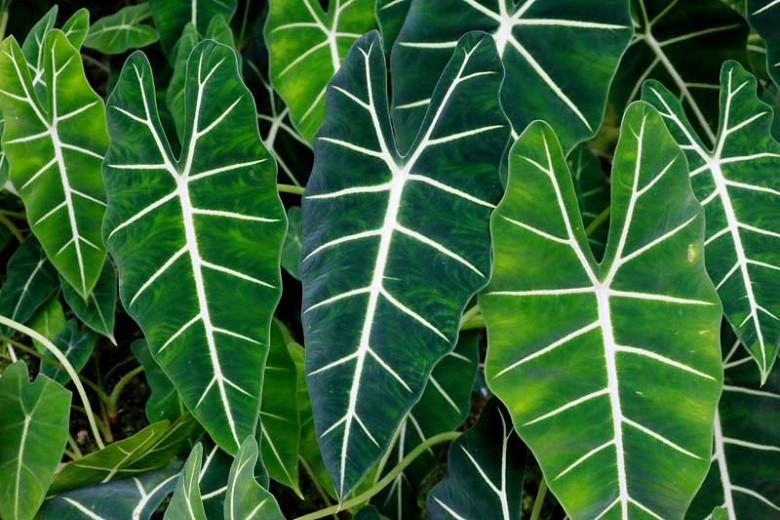 Alocasia X Amazonica Amazonian Elephant Ear