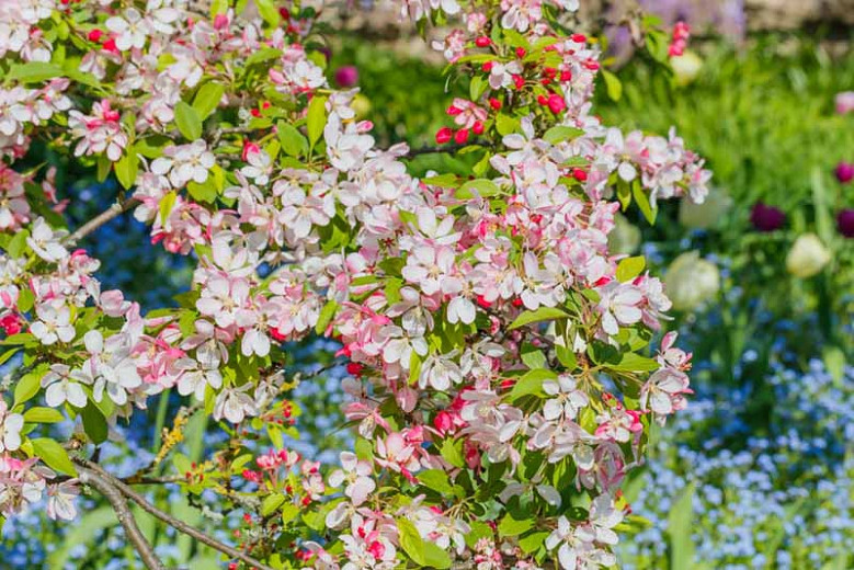 Malus X Floribunda (Japanese Crabapple)