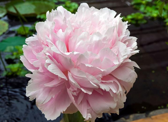 Paeonia Lactiflora Pillow Talk Peony