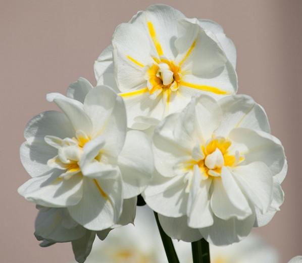 Narcissus Cheerfulness Double Daffodil