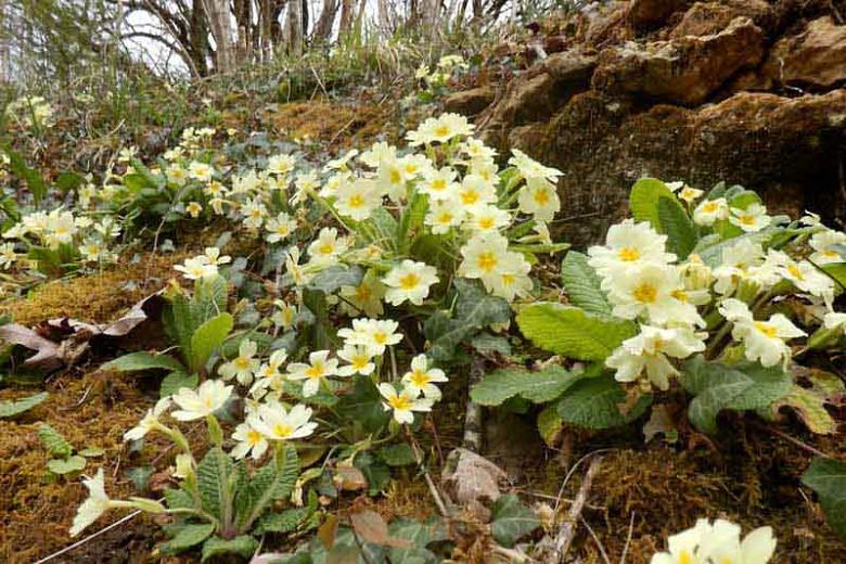 Soin des plantes primevère acaulis