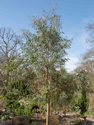 Eucalyptus nicholii, Narrow-leaved Peppermint, Willow-leaved Peppermint, Nichol's Willow-leaved Eucalyptus, Evergreen Tree