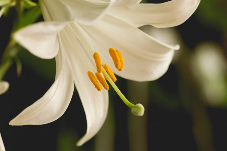Lilium Candidum Madonna Lily