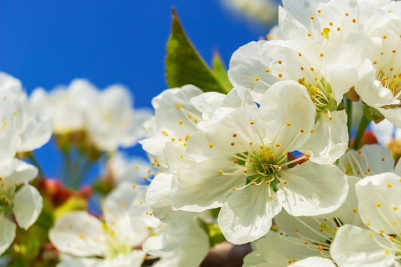 Black Tartarian Cherry Tree Pollination Chart