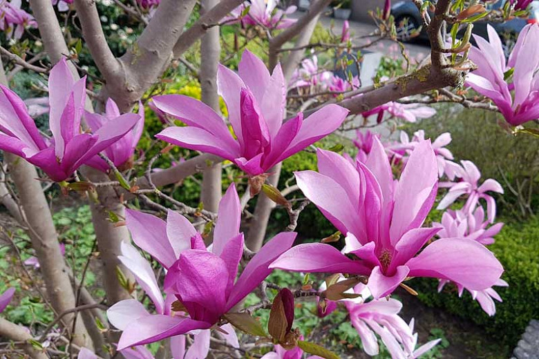 Magnolia 'Susan', Susan Magnolia, Pink magnolia, Winter flowers, Spring flowers, Pink flowers, fragrant trees, fragrant flowers, Purple Magnolia, Purple flowers