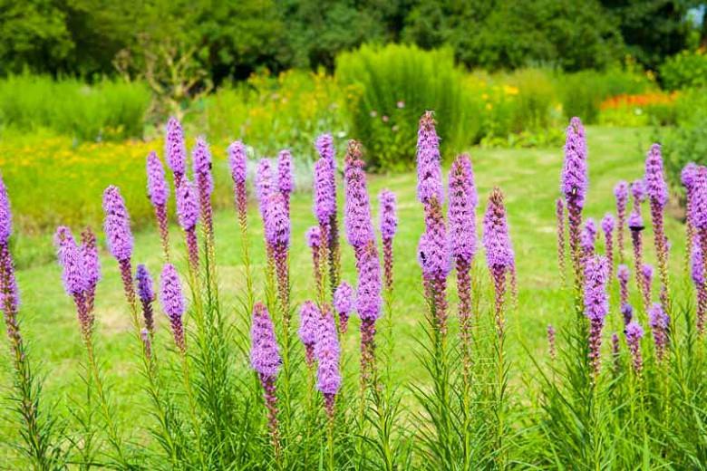 Liatris Spicata Gayfeather