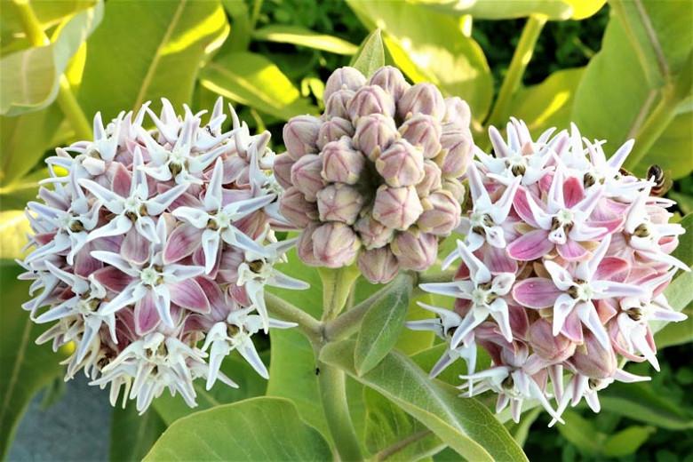 Showy Milkweed, American Silkweed, Jewelweed, Silken Cissy, Silkweed, Swallow Wort, White Indian Hemp