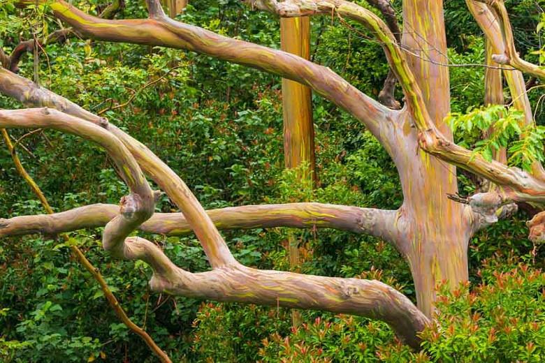 Eucalyptus Deglupta Rainbow Gum