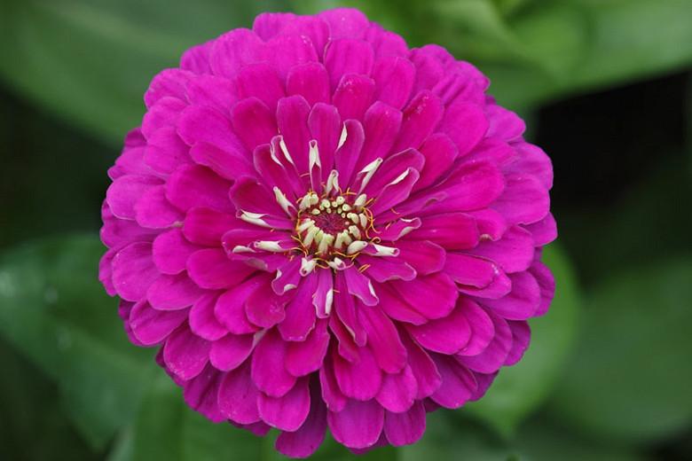 Zinnia Giant Violet Queen
