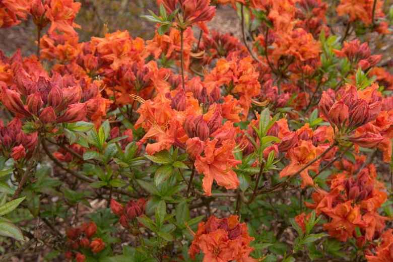 Image of Gibraltar azalea in a garden setting