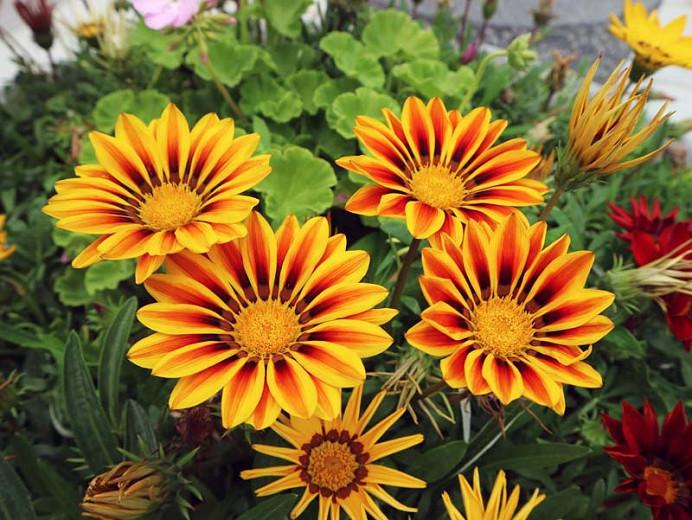 Gazania Tiger Stripes, Treasure Flower 'Tiger Stripes',Tiger Stripes Treasure Flower, Drought tolerant flowers, Bicolor flowers, Bicolor Gazania,  Bicolor Treasure Flowers