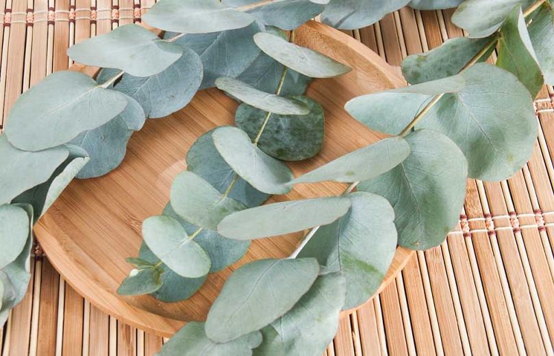 Eucalyptus cinerea, Argyle Apple, Silver Dollar Tree, Evergreen Tree, Beautiful Bark, Fragrant Tree
