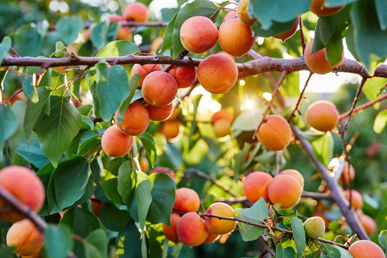 10 x ​Apricot tree seeds prunus armenaica 