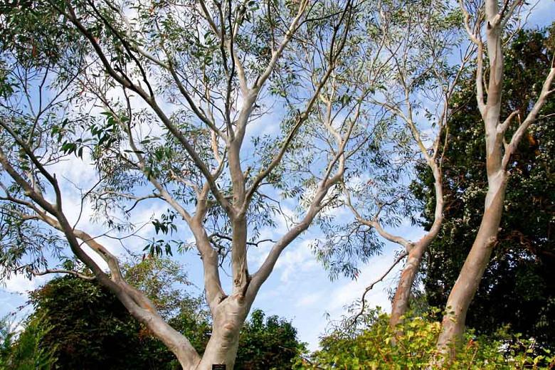 Eucalyptus coccifera, Tasmanian Snow Gum, Mount Wellington Peppermint, Evergreen Tree, Red Bark, Fragrant Tree