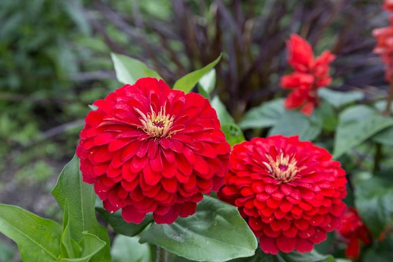 Zinnia Elegans Cherry Queen